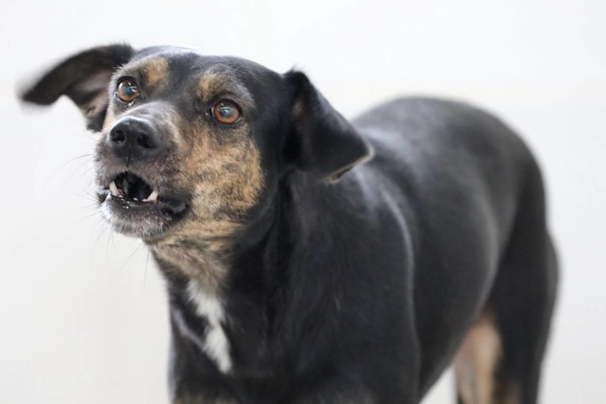 Imagem colorida de cachorro que espera um lar na Zoonose DF- Metrópoles