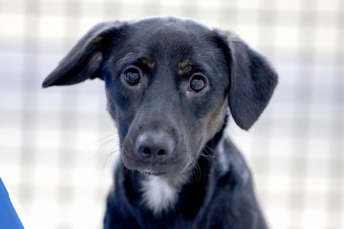 Imagem colorida de cachorro que espera um lar na Zoonose DF- Metrópoles