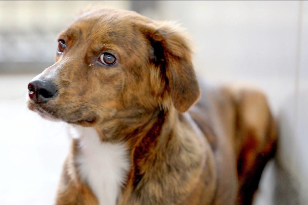 Imagem colorida de cachorro que espera um lar na Zoonose DF- Metrópoles