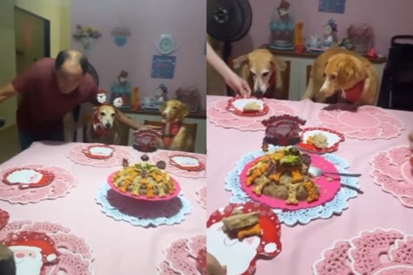 Foto colorida de uma mesa com cachorros ao redor - Metrópoles