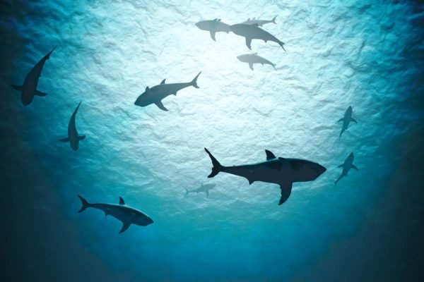 Foto colorida de vários tubarões - Metrópoles