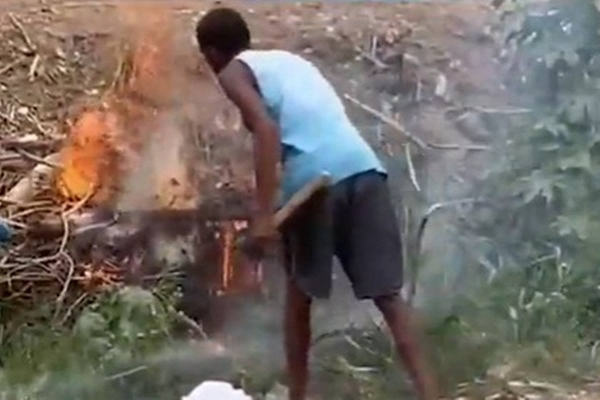 Foto colorida do momento em que um homem ateia fogo em cadela e sete filhotes na Bahia - Metrópoles