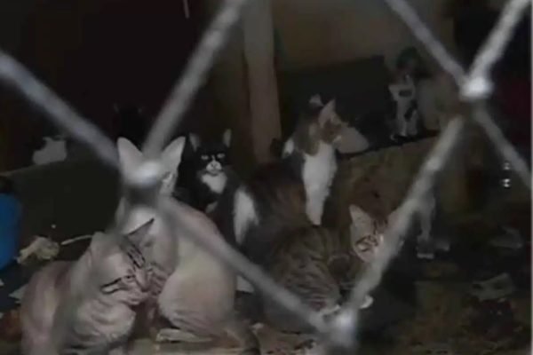 Imagem coloria mostra gatos abandonados em casa em Cotia, São Paulo - Metrópoles