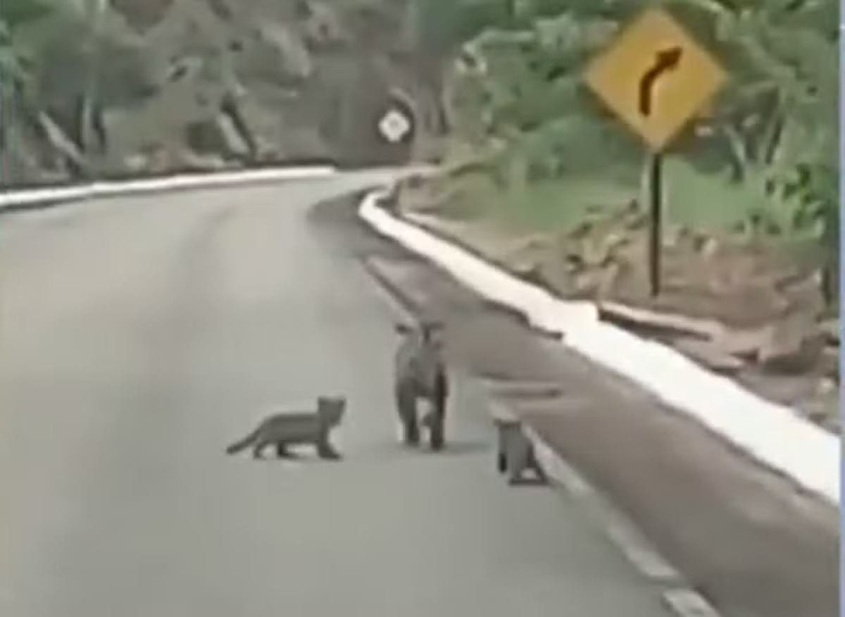 imagem colorida onça atravessa rodovia com filhotes em goias