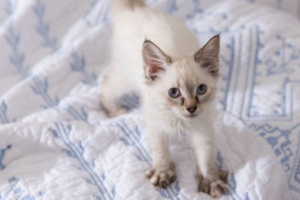 gatinho filhote branco em cima da cama - Metrópoles