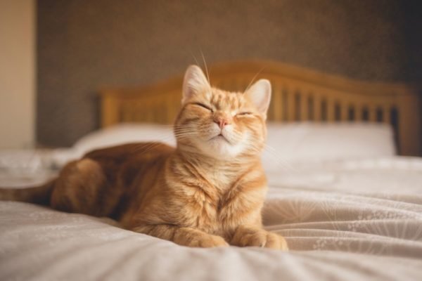 Gato feliz em cima da cama