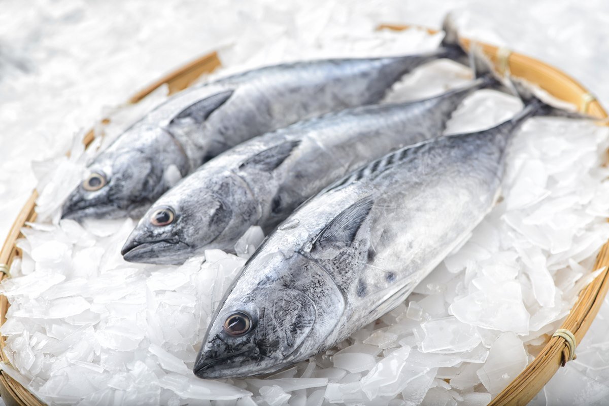 Tr&ecirc;s atuns sob gelo - Metr&oacute;poles