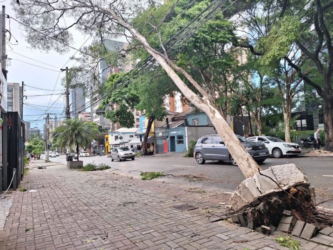 imagem colorida mostra árvore caída na rua dos pinheiros, na zona oeste de sp -metrópoles