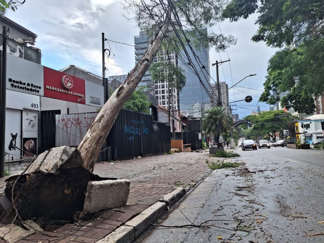 imagem colorida mostra árvore caída na rua dos pinheiros, na zona oeste de sp -metrópoles