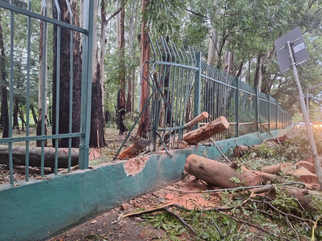 Imagem colorida mostra portão do Parque do Ibirapuera destruído pela queda de uma árvore após forte chuva - Metrópoles