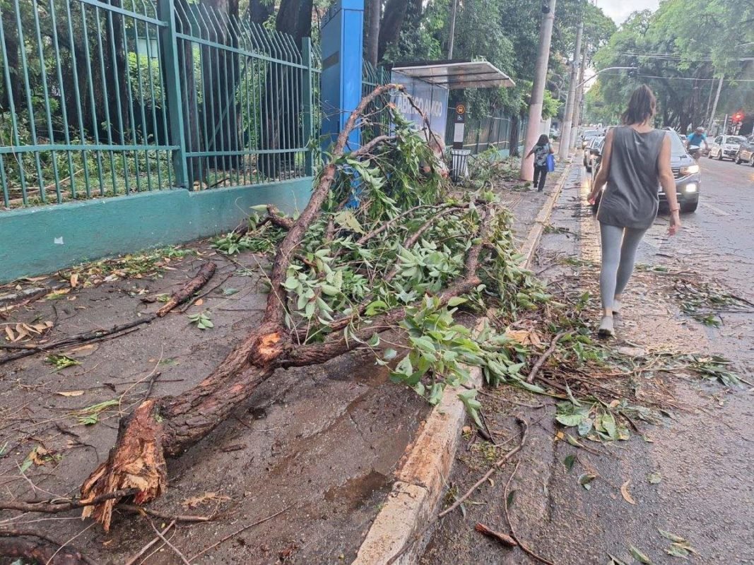 Imagem colorida mostra Parque do Ibirapuera após chuva - Metrópoles