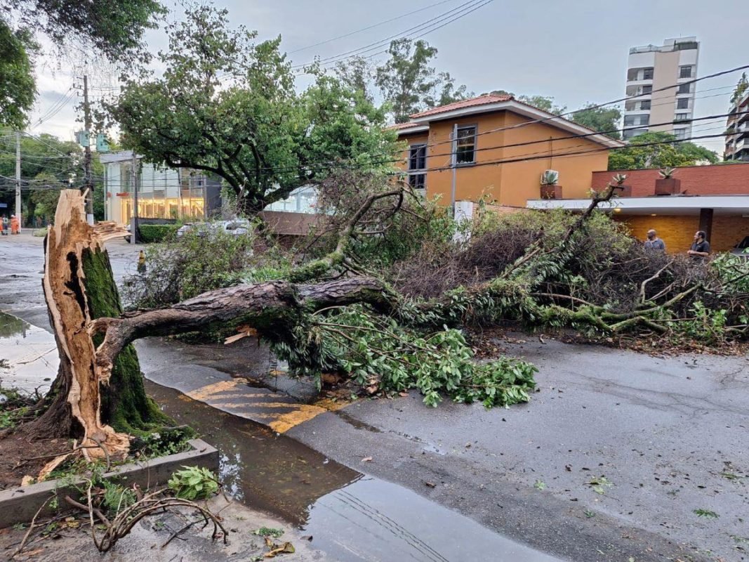 Imagem colorida mostra árvore caída após forte chuva - Metrópoles