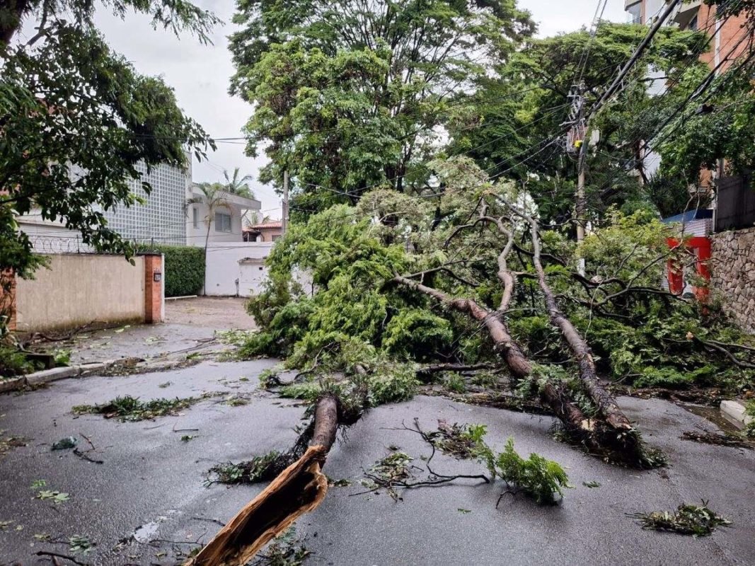 Imagem colorida mostra árvore caída após forte chuva - Metrópoles