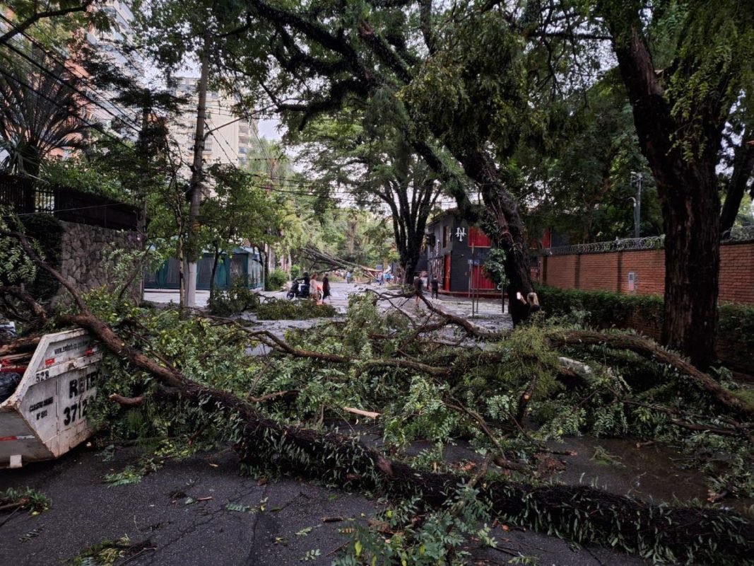 Imagem colorida mostra árvore caída após forte chuva - Metrópoles