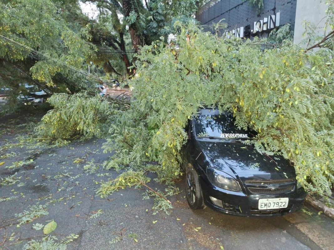 Imagem colorida mostra árvore caída após forte chuva - Metrópoles