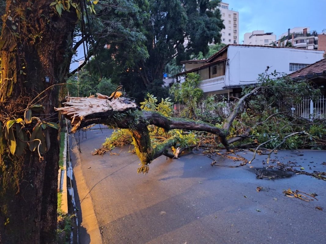 Imagem mostra árvore derrubada durante a chuva - Metrópoles