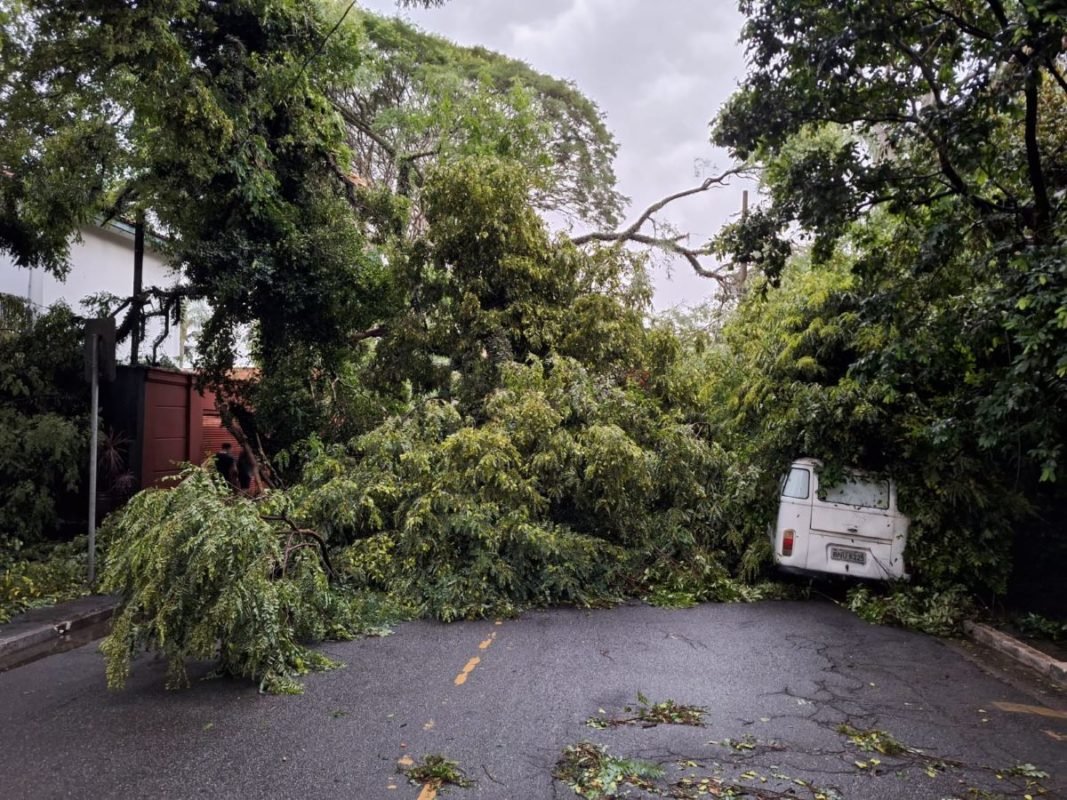 Imagem mostra árvore derrubada durante a chuva - Metrópoles