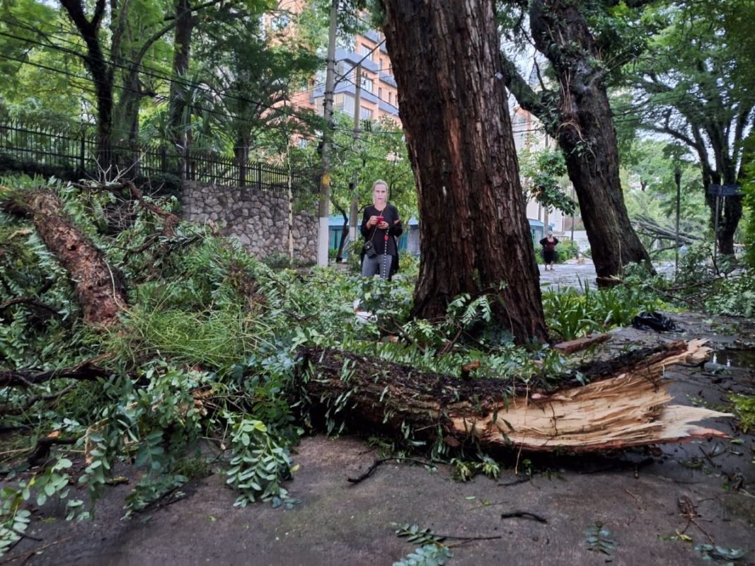 Imagem mostra árvore derrubada durante a chuva - Metrópoles