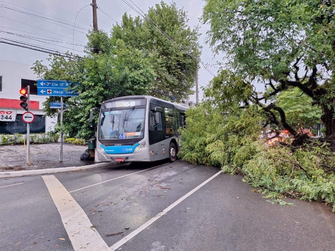 Imagem mostra árvore derrubada durante a chuva - Metrópoles