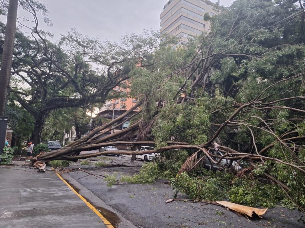 Imagem mostra árvore derrubada durante a chuva - Metrópoles