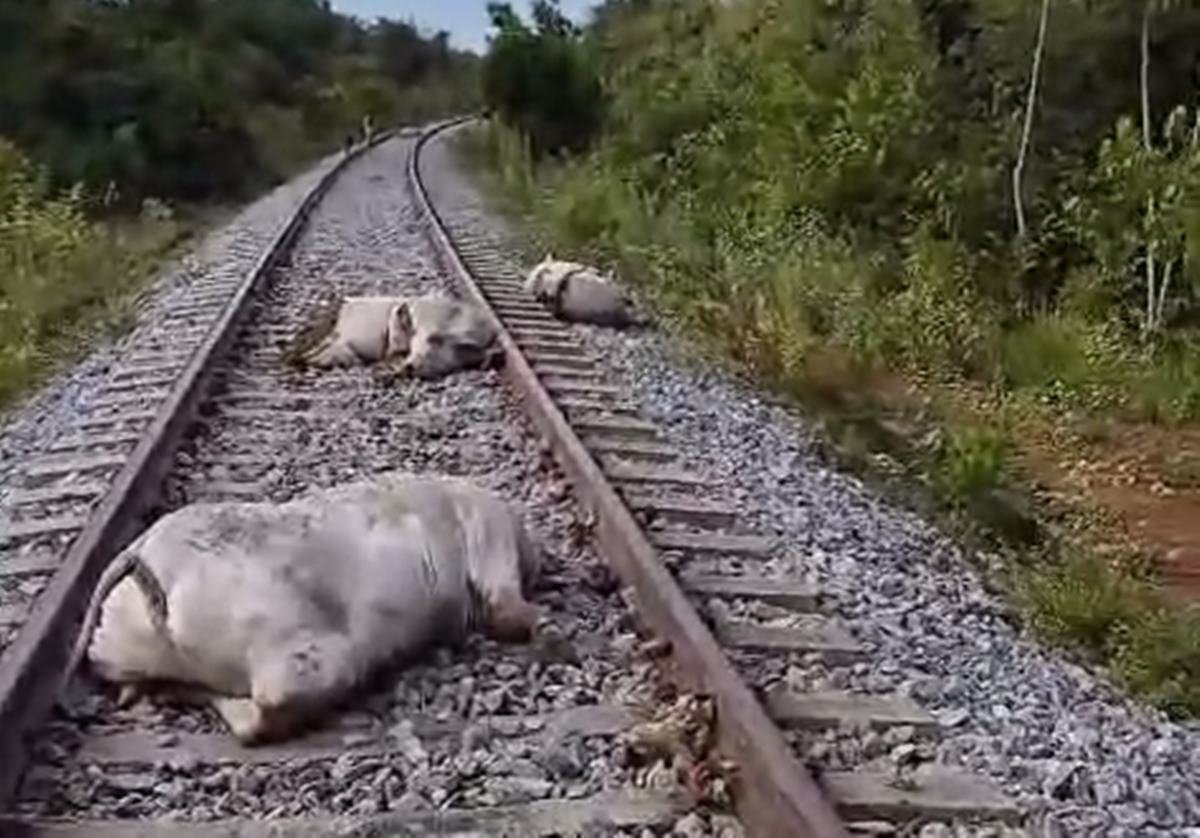 Imagem colorida de vacas mortas após serem atingidas por locomotiva no Tocantins - Metrópoles