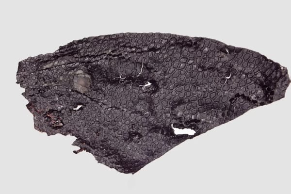 O mais antigo fóssil de pele conhecido data de 45 milhões de anos antes dos primeiros dinossauros