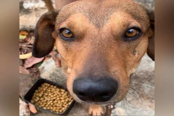 Voluntários que acolhem cachorros de rua no Entorno sofrem ameaças