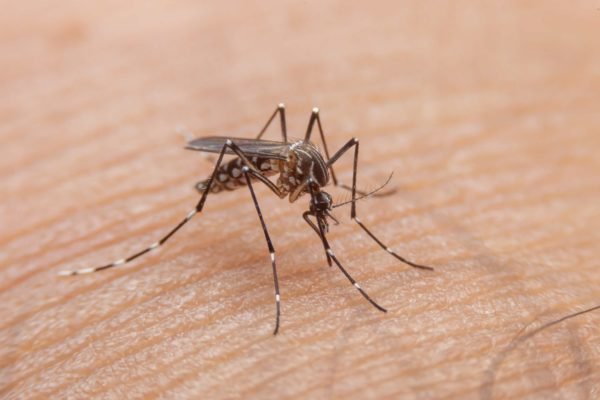 Imagem colorida de mosquito da dengue - Metrópoles - dengue hemorrágica
