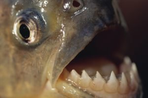 Imagem colorida mostra piranha com dentes afiados - Metrópoles