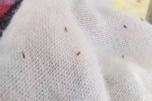foto colorida de pequenos insetos escuros sobre um tecido branco; picadas desses insetos estaria provocando coceira intensa em moradores da Baixada Santista; Vigilância Epidemiológica investiga o caso - Metrópoles