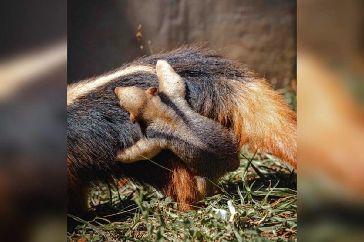 Imagem colorida de um bebê tamanduá-mirim - Metrópoles