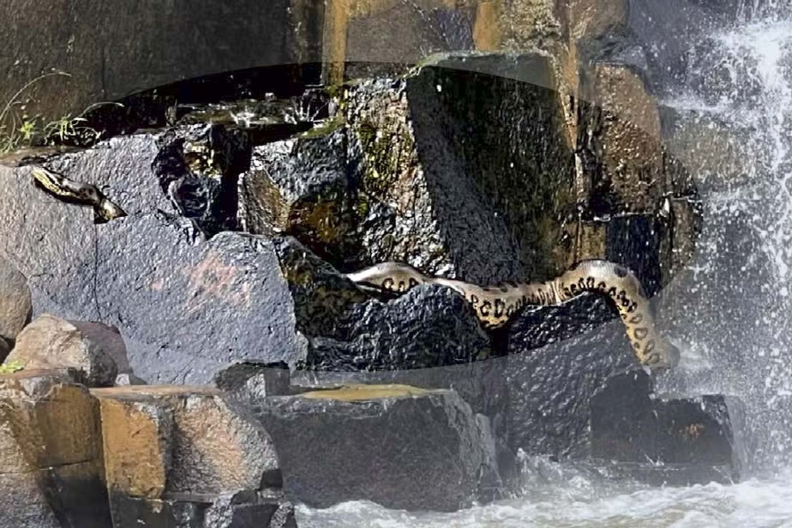 sucuri de 4 metros em cachoeira impressiona turistas em Goiás