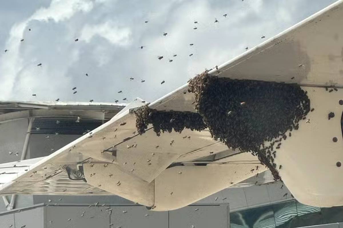 Foto colorida de nuvem de abelhas em um avião no aeroporto de Natal - Metrópoles