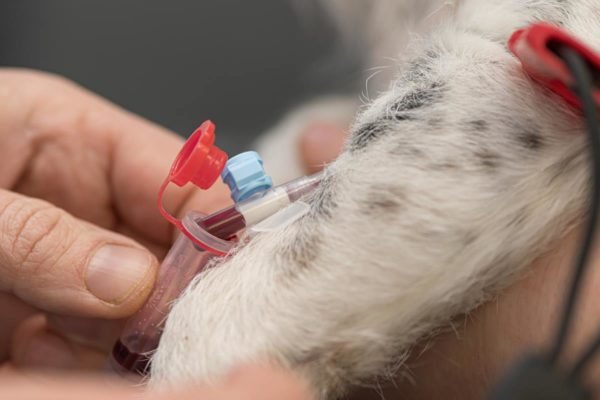 Foto colorida de um cachorro doando sangue - Metrópoles