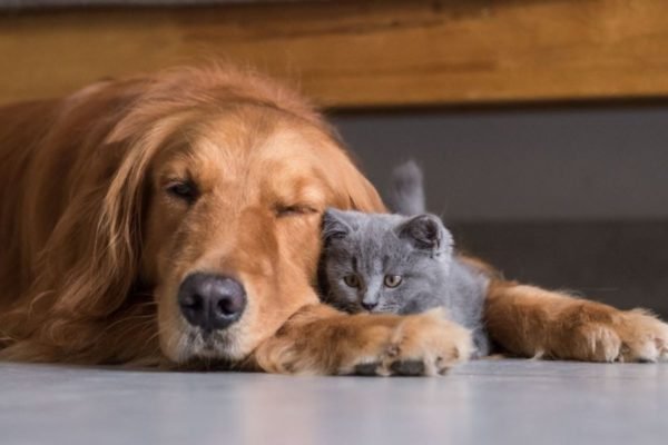 cachorro caramelo e gato cinza se abraçando no chão de uma sala