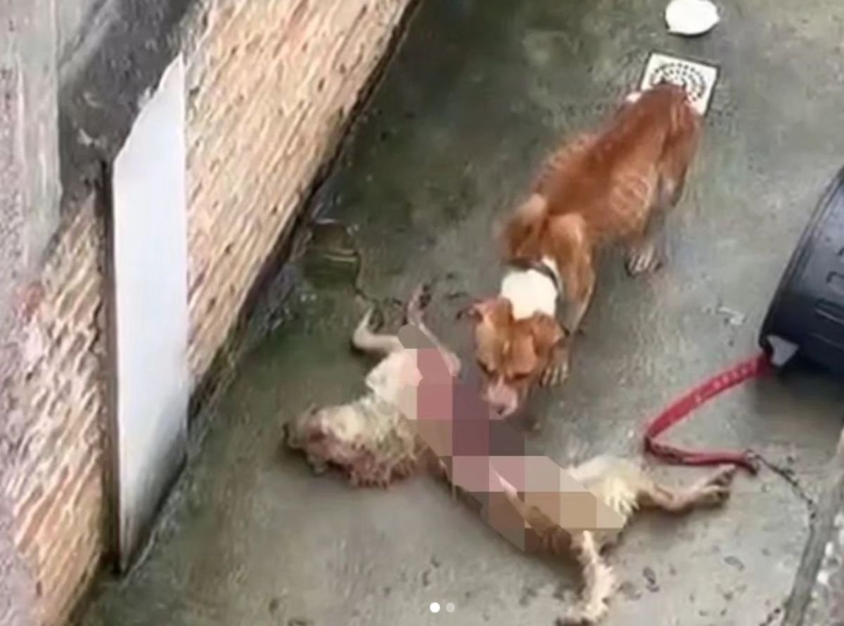 Cachorro se alimenta de cachorro morto