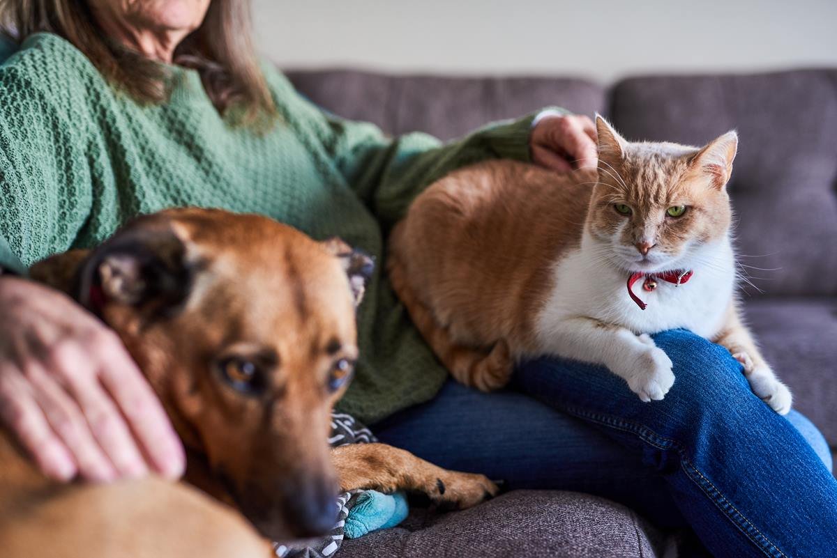 Foto colorida de um cachorro e um gato - Metrópoles