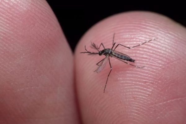 Foto colorida de mosquito da dengue - Metrópoles