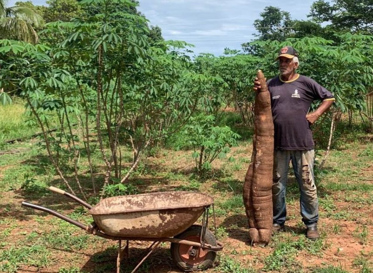 Imagem mostra homem segurando mandioca e carrinho de mão - Metrópoles