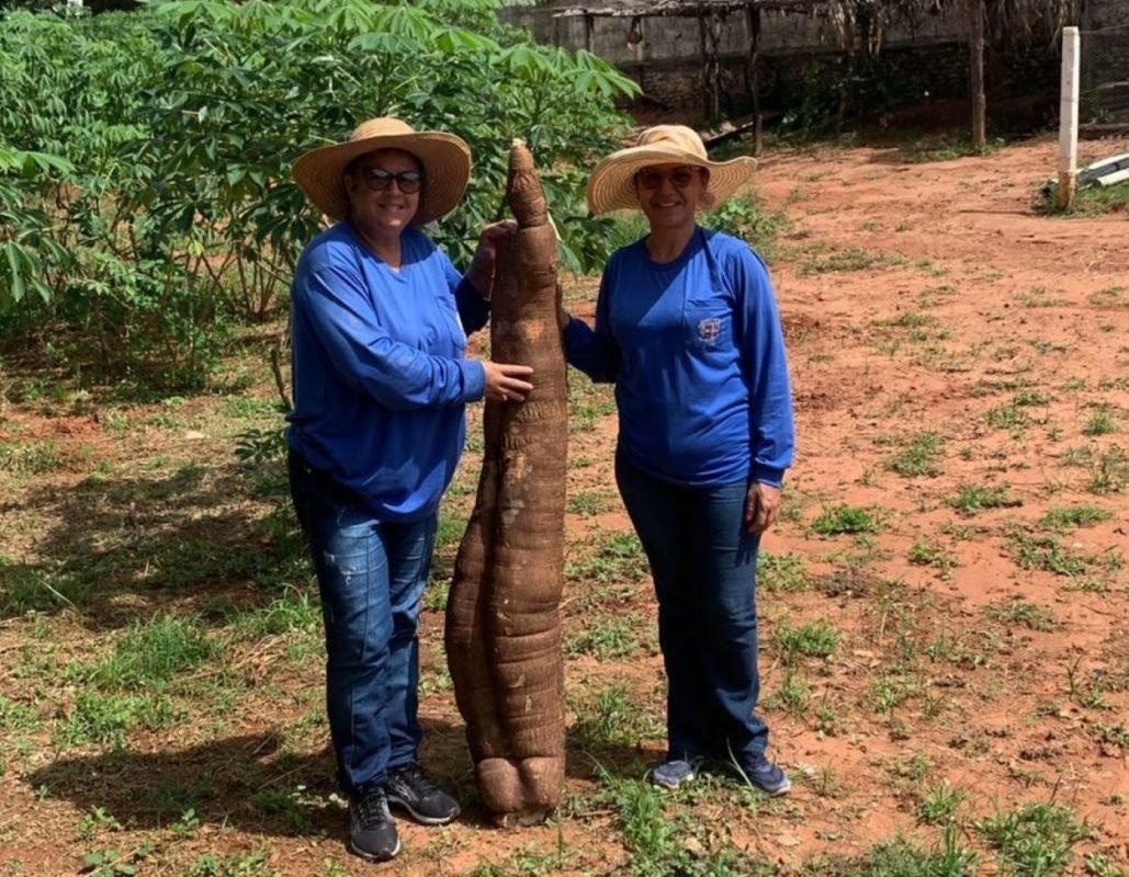 Imagem mostra mulheres em mandiocal - Metrópoles