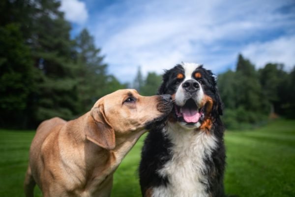 Foto colorida de dois cachorros - Metrópoles