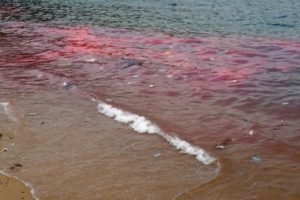 "Maré vermelha": entenda o fenômeno intoxicou de 278 pessoas no PE