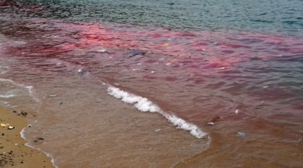 "Maré vermelha": entenda o fenômeno intoxicou de 278 pessoas no PE