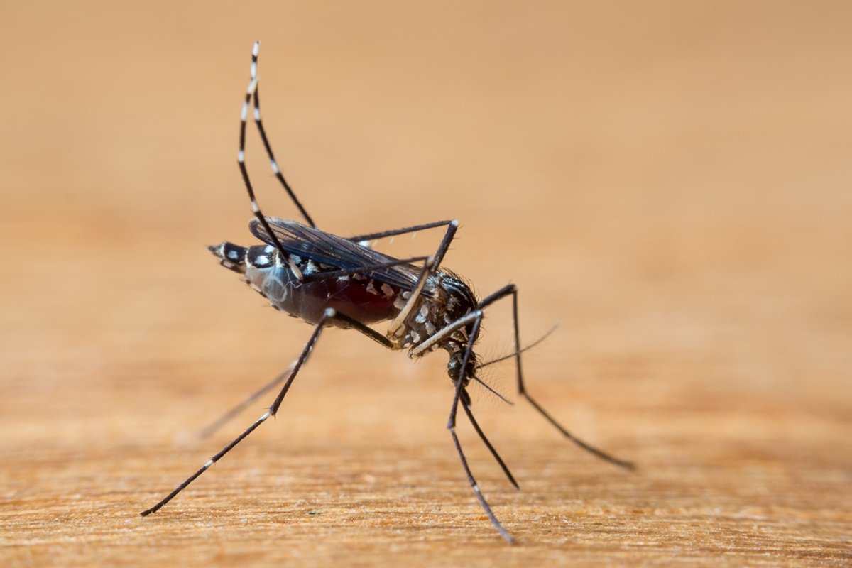 Imagem mostra mosquito aedes aegypti, que transmite várias doenças, como a dengue, em uma superfície marrom - Metrópoles