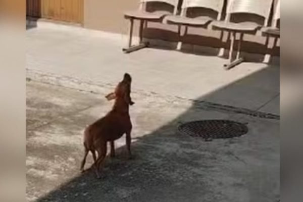 Imagem colorida de cachorra uivando - Metrópoles