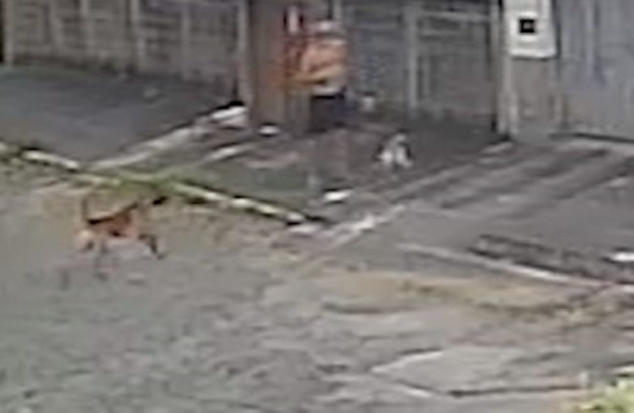 Foto colorida de imagem de camera de segurança de cachorro atacando outro em Vila Velha Espírito Santo - Metrópoles