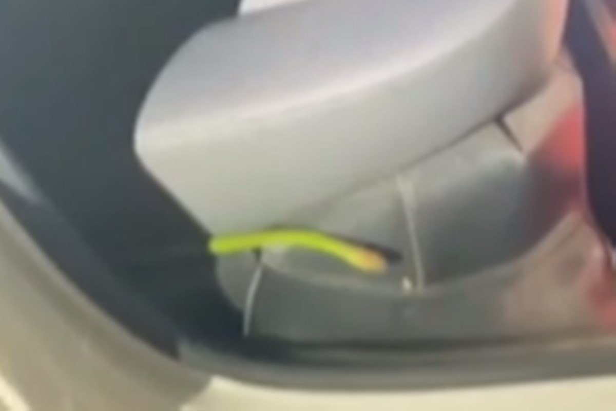Cobra cipó encontrada em carro no Paraná