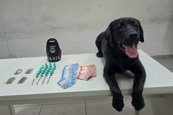 Imagem colorida mostra o cão Sírius, um labrador de um ano e sete meses, ao lado de drogas e dinheiro que ele encontrou em um terreno em Jundiaí, interior de São Paulo - Metrópoles