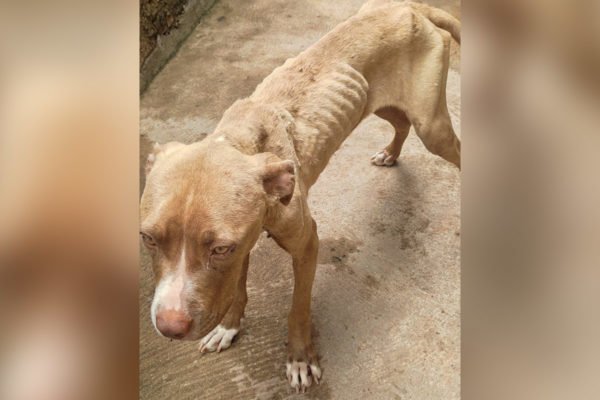 foto colorida de um dos cães alvo de maus-tratos em Martinópolis; tutora foi multada - Metrópoles
