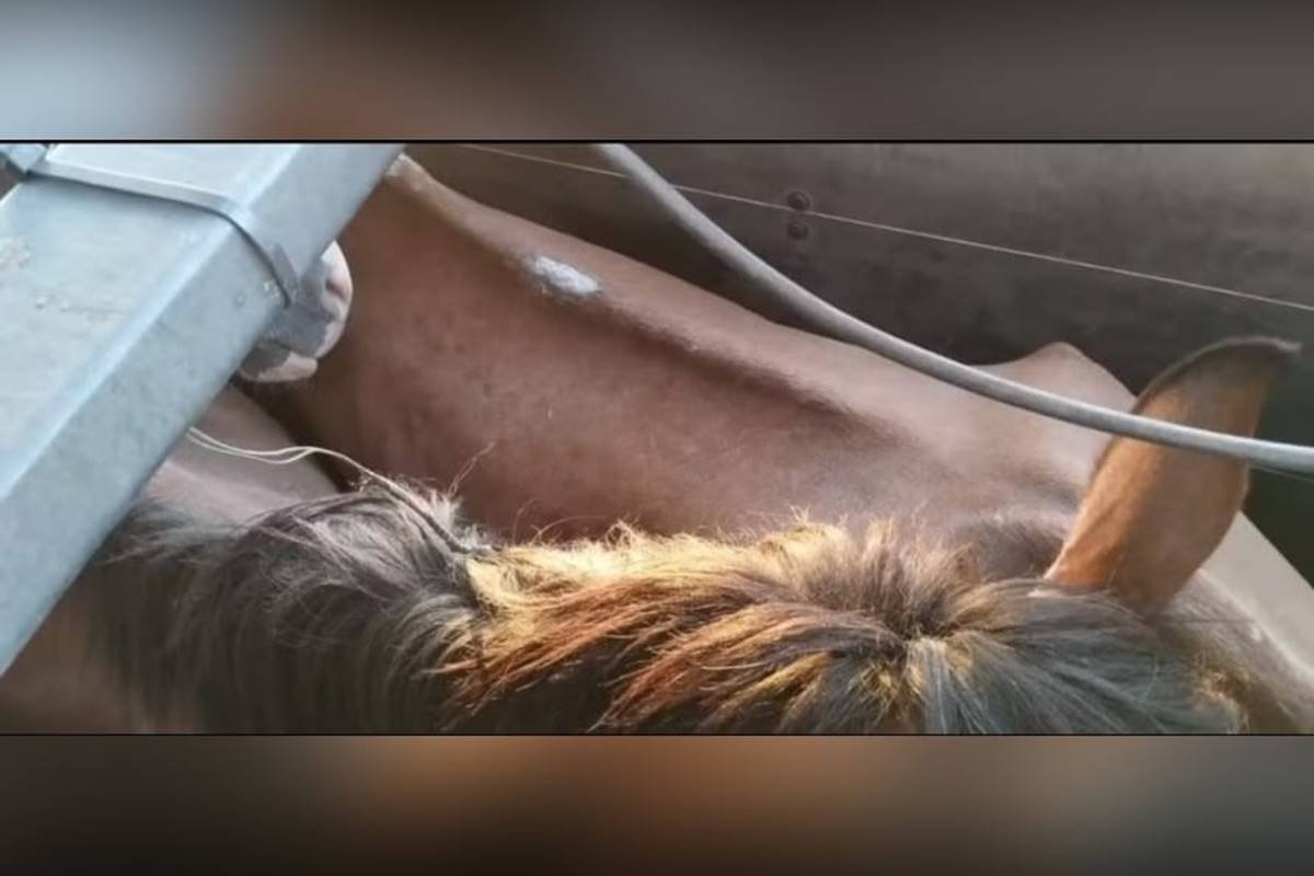 imagem colorida cavalos apreendidos abate ilegal paraguai